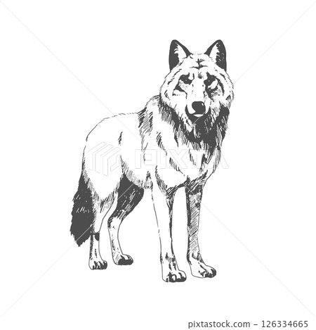 Vintage engraving isolated gray wolf illustration ink sketch. Graphic outline illustration. Black and white hand drawn vector image. Vector illustration Vintage engraving isolated gray wolf illustration ink sketch. Graphic outline illustration. Black and white hand drawn vector image. Vector illustration 126334665
