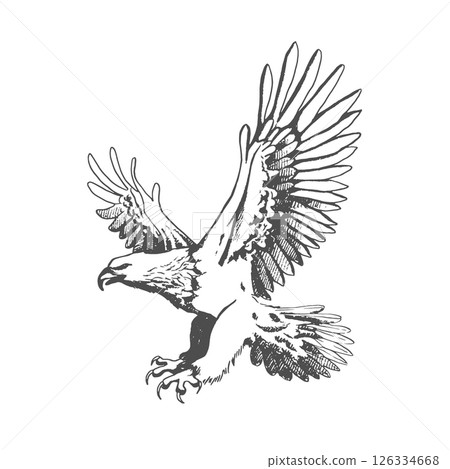 A large wild bird eagle flies with outstretched wings. Vintage engraving isolated eagle illustration ink sketch. Graphic outline illustration. Black and white hand drawn vector image 126334668