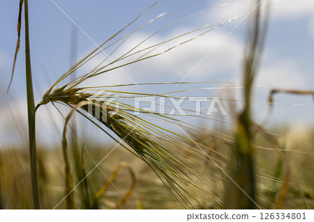 grain rye during ripening in the agricultural field in sunny weather grain rye during ripening in the agricultural field in sunny weather 126334801