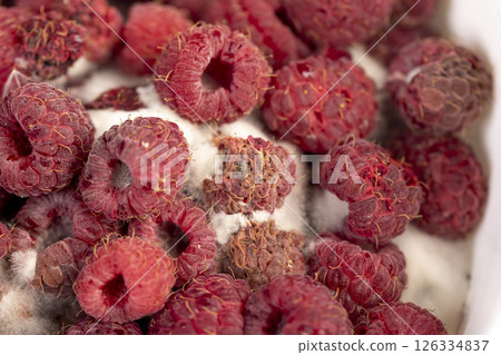 mold-covered overripe spoiled red raspberries mold-covered overripe spoiled red raspberries 126334837