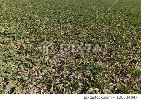 sugar beet the leaves of which have wilted, a field with sugar beet for the production of sugar sugar beet the leaves of which have wilted, a field with sugar beet for the production of sugar 126334847