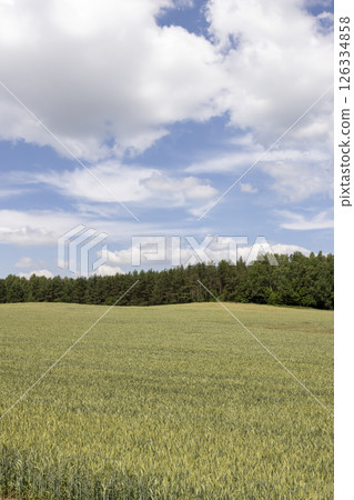 wheat ears in the field in the summer 126334858