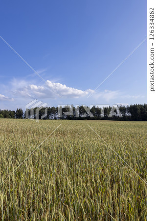 rye in a field against a sky at sunset, a high-yielding field with rye grains before ripening, the sky at sunset, landscape with forest rye in a field against a sky at sunset, a high-yielding field with rye grains before ripening, the sky at sunset, landscape with forest 126334862