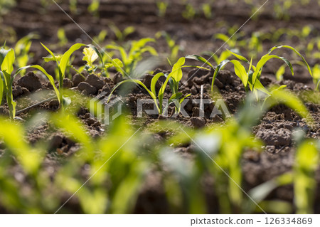 corn at dawn in the spring, a monocultural field with fresh corn sprouts in fertile soil with fertilizers. corn grows in rows corn at dawn in the spring, a monocultural field with fresh corn sprouts in fertile soil with fertilizers. corn grows in rows 126334869