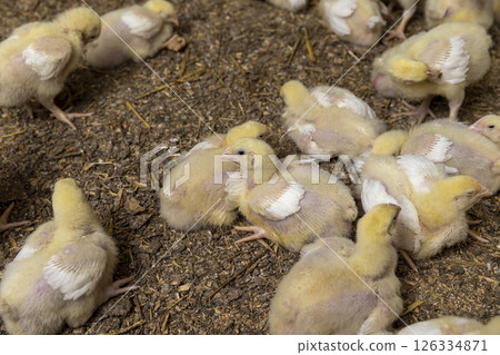 small chickens in down and feathers during cultivation at a poultry farm 126334871