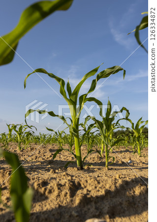 a new crop of sweet corn in a field in the summer a new crop of sweet corn in a field in the summer 126334872