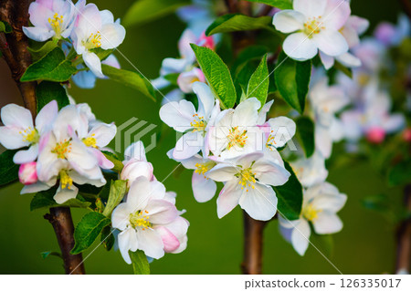 White apple flower 126335017