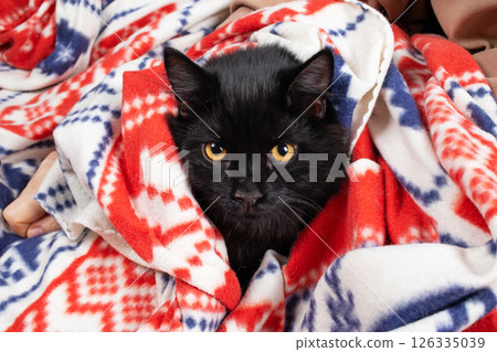 Young black cat Young black cat 126335039