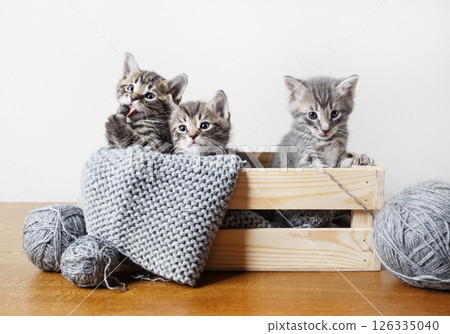 Kittens in box Kittens in box 126335040