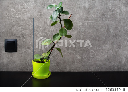 Potted ficus plant Potted ficus plant 126335046
