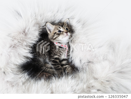 Little tabby kitten Little tabby kitten 126335047