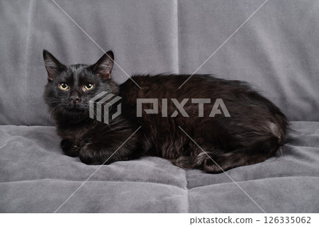 Black cat relaxing Black cat relaxing 126335062