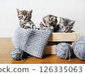 Kittens and yarn 126335063