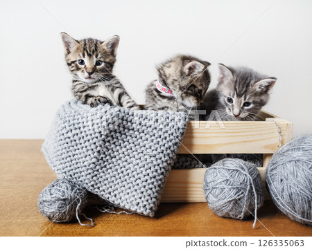 Kittens and yarn 126335063