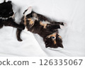 Curious tortoiseshell kitten 126335067