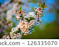 Beautiful cherry flowers 126335070