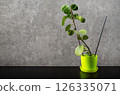 Ficus and grey wall 126335071