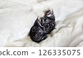 Two sleeping kittens 126335075