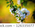 Branch of blossoming apple 126335077