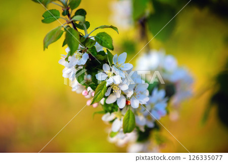 Branch of blossoming apple Branch of blossoming apple 126335077