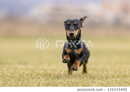 Young dachshund running on green meadow in summer afternoon. Young dachshund running on green meadow in summer afternoon. 126335400