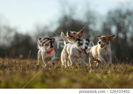 Pack of Jack Russel teriers. A Pack of Jack Russel terrier Chasing Across a Meadow. Pack of Jack Russel teriers. A Pack of Jack Russel terrier Chasing Across a Meadow. 126335402