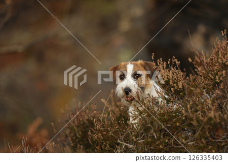 Jack Russel Terrier looking from heather in autumn forest. Hunting dog in nature. 126335403