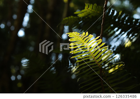 Swordfern Lit Up With Dappled Sunlight Swordfern Lit Up With Dappled Sunlight 126335486