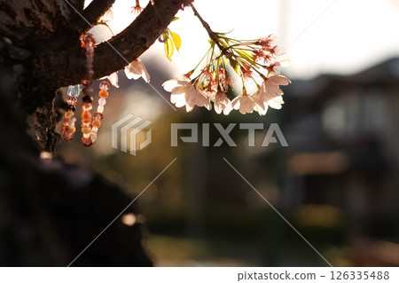 A Pink Beaded Bracelet And A Cluster Of Pink Flowering Cherry Blossoms A Pink Beaded Bracelet And A Cluster Of Pink Flowering Cherry Blossoms 126335488