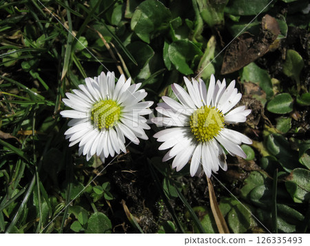 Pair Of English Daisies In The Grass Pair Of English Daisies In The Grass 126335493