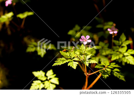 Herb Robert, A Wild Geranium 126335505