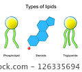 Types of lipids. Triglyceride, Steroids hormones and Phospholipid. Lipid structure. 126335694