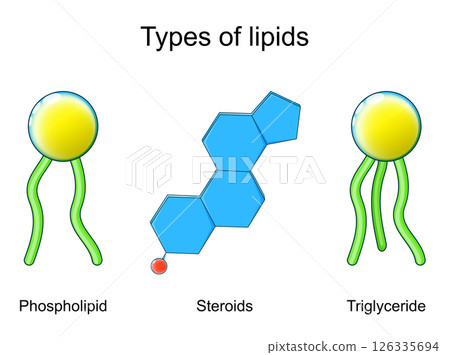 Types of lipids. Triglyceride, Steroids hormones and Phospholipid. Lipid structure. Types of lipids. Triglyceride, Steroids hormones and Phospholipid. Lipid structure. 126335694