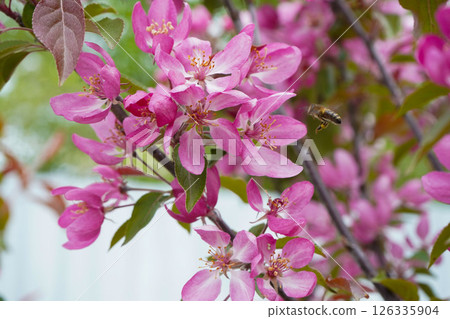 Bee collecting pollen on apple tree blossoming flower at spring. Apple tree bloom in may. 126335904