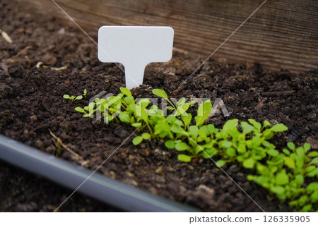white empty sign next to the seedlings of plants on black soil side view 126335905
