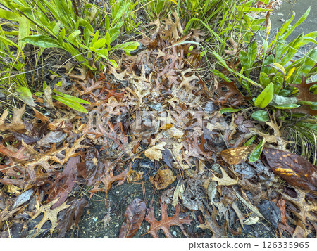 Wet brown leaves lying on the ground near green plants Wet brown leaves lying on the ground near green plants 126335965
