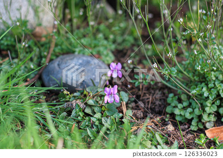 Dog Violets Amidst Hairy Bittercress Dog Violets Amidst Hairy Bittercress 126336023
