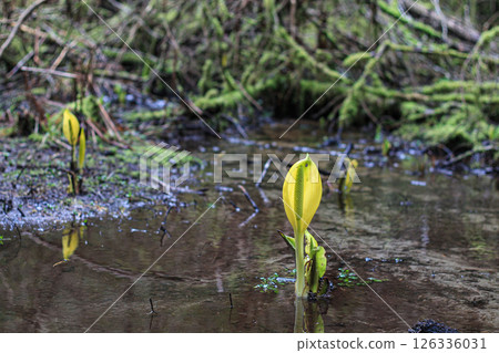 Western Skunk Cabbage Flower In Standing Water Western Skunk Cabbage Flower In Standing Water 126336031
