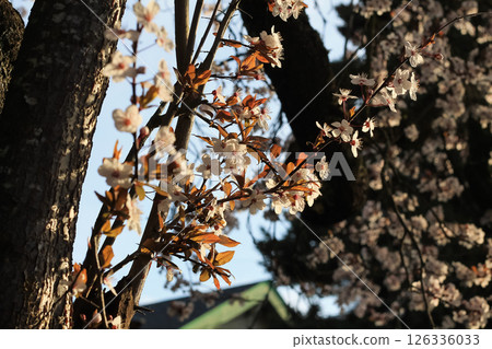Japanese Flowering Plum Branches Adorned With Blossoms 126336033