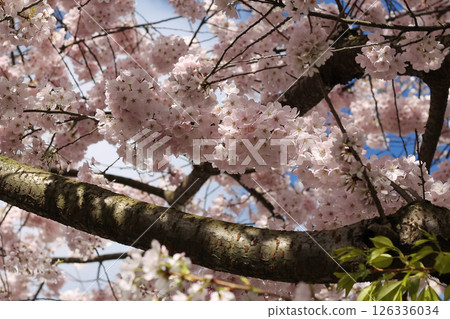 Flowering Pink Cherry Blossom Branches And Flowers In Beautiful Detail 126336034