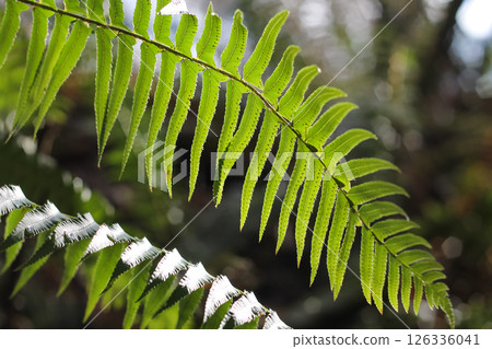 Beautiful Western Swordfern Fronds In The Forest Beautiful Western Swordfern Fronds In The Forest 126336041
