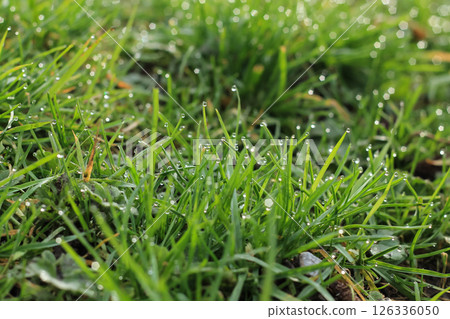Dew-Tipped Lawn Grasses In Early Morning Dew-Tipped Lawn Grasses In Early Morning 126336050