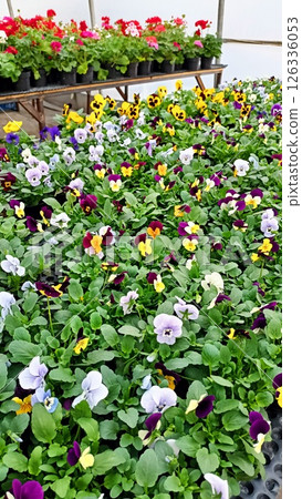 A Beautiful and Vibrant Flower Display within a Greenhouse filled with Colorful Blooms A Beautiful and Vibrant Flower Display within a Greenhouse filled with Colorful Blooms 126336053
