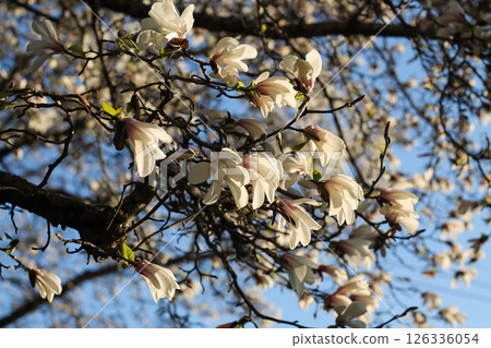 Kobus Magnolia Flowers And Stark Branches Kobus Magnolia Flowers And Stark Branches 126336054