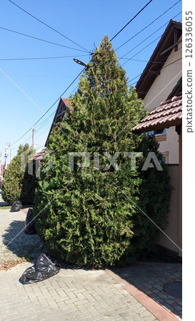 A vibrant green conifer tree stands proudly in a serene area, enhancing its charm A vibrant green conifer tree stands proudly in a serene area, enhancing its charm 126336055
