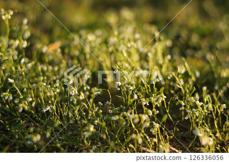 Narrowleaf Miner's Lettuce In Golden Sunshine Narrowleaf Miner's Lettuce In Golden Sunshine 126336056