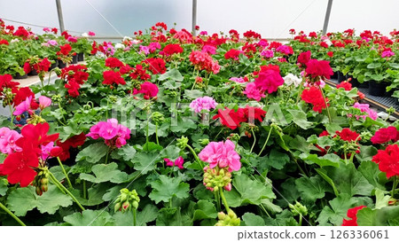 Experience the Vibrant Beauty of Geraniums in a Lush Greenhouse Setting High in Vitality and Color 126336061