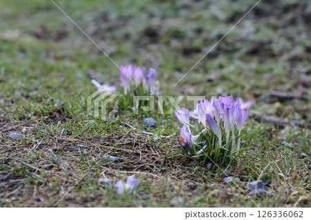 Bunches Of Purple Early Crocuses  126336062