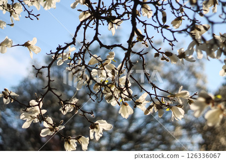 Kobus Magnolia Flowers And Stark Branches 126336067