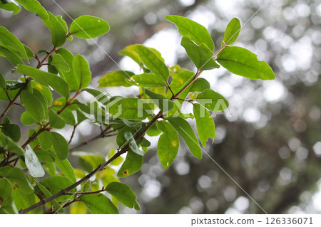 Buffaloberry Foliage Turning Autumn Color Buffaloberry Foliage Turning Autumn Color 126336071